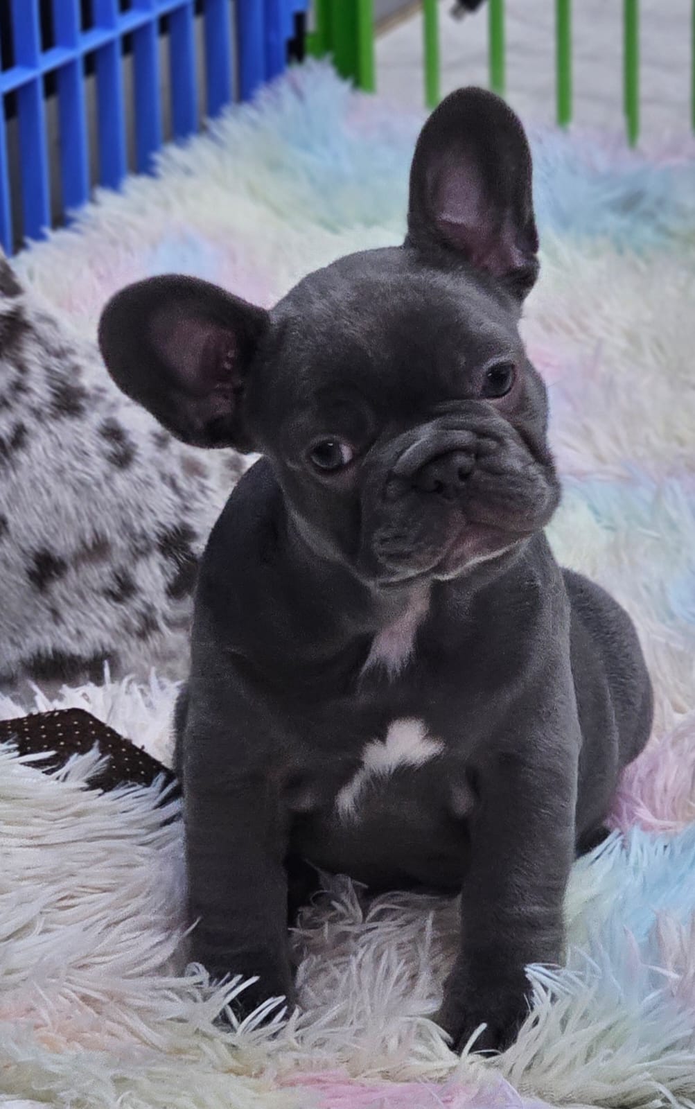 Image of french bulldog puppy